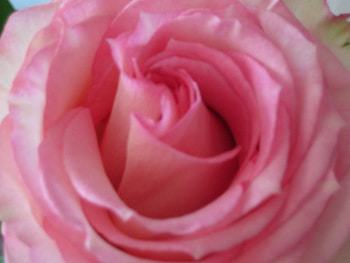 A very beautiful and delicate pink rose., rose, delicate, Beautiful, petals, flower, love, special, beauty HD wallpaper