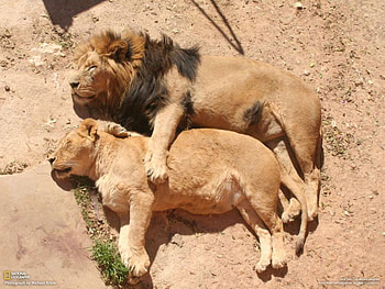 relaxing, couple, wild, lions, sleep HD wallpaper
