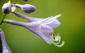 Background, Drops, Flower, Plant, Macro, Petals HD wallpaper