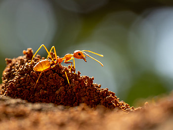 Invasive ant, Deadly discovery, Indiana wildlife, First sighting HD wallpaper