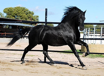 Gallant, spanish, andalusian, horses, black HD wallpaper