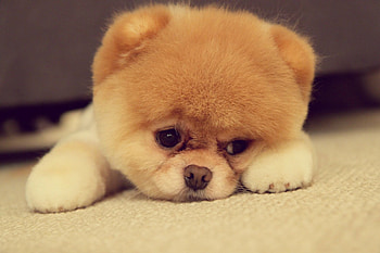 Pomeranian, , Hintergratilde background, Cute dog breed HD wallpaper