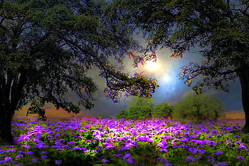 light in the morning, natur, flowers, morning, light HD wallpaper