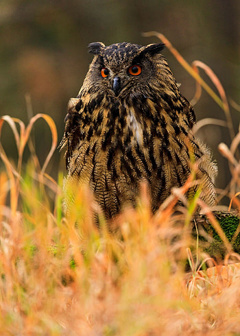 Animals, Grass, Owl, Bird, Predator, Wildlife HD phone wallpaper
