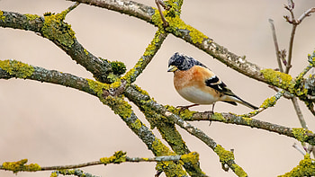 Brambling, animal, nature, bird HD wallpaper