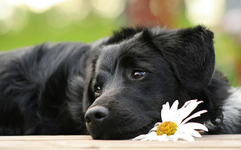 Black Labrador Retriever, Beautiful backgrounds, Stunning dog HD wallpaper