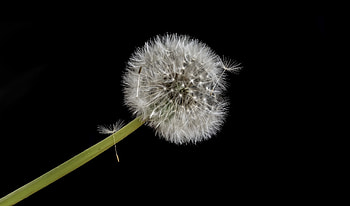Dandelion, white flower, portrait HD wallpaper