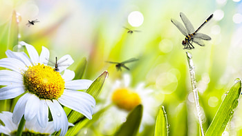 Daisy Dragonfly Duet, sunshine, morning, chamomile, garden, spring, Bokeh, daisies, shadows, summer, fade, light, dragonfly, flowers, fragrant, fleurs HD wallpaper