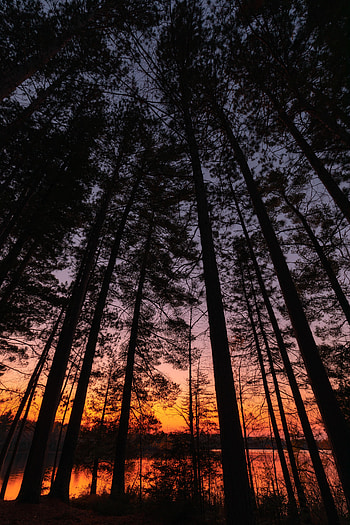 Nature, Trees, Sunset, Twilight, Dark, Dusk HD phone wallpaper