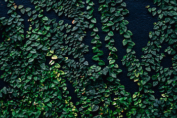Nature, Leaves, Wall HD wallpaper