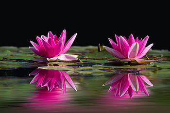 Beautiful pink water lilies reflect on a calm pond against a dark background. HD wallpaper