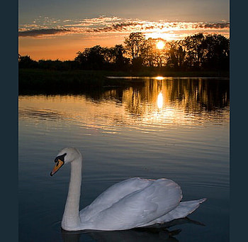 Evening swim, swim, reflection, clouds, trees, swan, sunset HD wallpaper