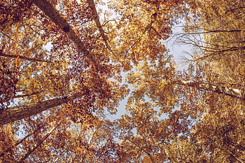 Nature, Trees, Autumn, Bottom View HD wallpaper