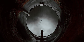 Stray Game, stray, games, ps4-games, ps5-games, pc-games, 2022-games HD wallpaper