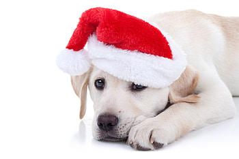 Christmas puppy, dog, animal, white, craciun, puppy, labrador, christmas, red, paw, santa, caine HD wallpaper