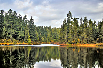 Autumn Reflection 4, art , reflection, pine trees, yellow, green, autumn, beautiful, lake HD wallpaper