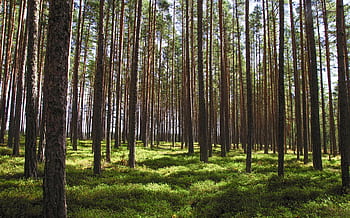Explore a tranquil pine forest with tall trees and vibrant green undergrowth bathed in daylight. HD wallpaper