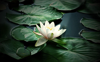 Flowers, Water, Leaves, Swamp, Water Lily HD wallpaper
