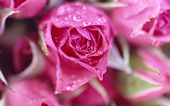 Plants, Flowers, Roses HD wallpaper