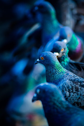 A striking close-up of pigeons showcasing vibrant plumage and sharp focus in natural light. HD phone wallpaper