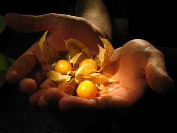 Plants, Fruits, Food, Art , Berries, Cherry Plum HD wallpaper