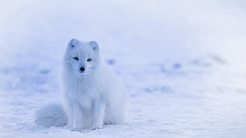 Arctic fox snow, , Stunning , que charm HD wallpaper