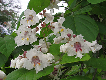 Catalpa worms, Beneficial to each other, Lifestyle HD wallpaper