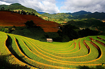 Mu Cang Chai, Vietnam, Captivating , que scenery HD wallpaper