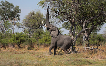 Animals, Trees, Grass, Elephant HD wallpaper
