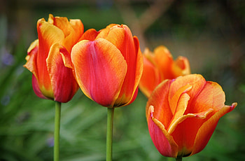 Flowers, Tulips, Multicolored, Blur, Smooth, Buds HD wallpaper