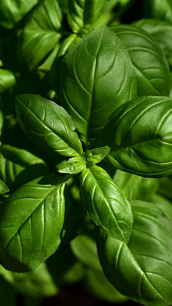 Basil , Basil plant, Food HD phone wallpaper