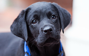 Welpe Labrador Retriever, Cute puppy, Mobile , Beautiful breed HD wallpaper