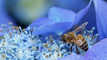 Bee, Pollination , Flower petals, Insect wonder HD wallpaper