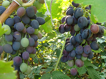 Food, Leaves, Grapes, Branch, Greens HD wallpaper