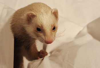 Animals, Muzzle, Ferret, Polecat, Cunyi, Marten HD wallpaper