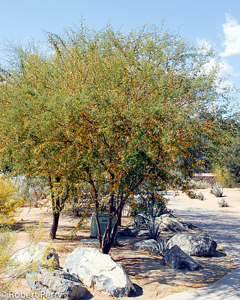 Sweet acacia tree, Inland valley garden, Nature's planner, Lush greenery HD phone wallpaper