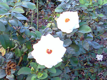 White roses, white, nature, flowers, roses HD wallpaper