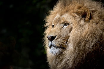 Close-up of a lion basking in the sunlight, showcasing its majestic mane and fierce expression. HD wallpaper