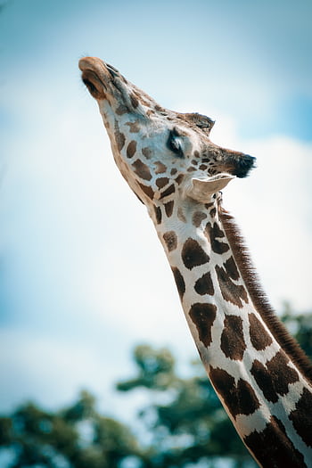 Close-up of a giraffe stretching its neck under a clear blue sky. HD phone wallpaper