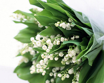 Delicate Spring Flowers For You!, delicate, flowers, spring, nice HD wallpaper