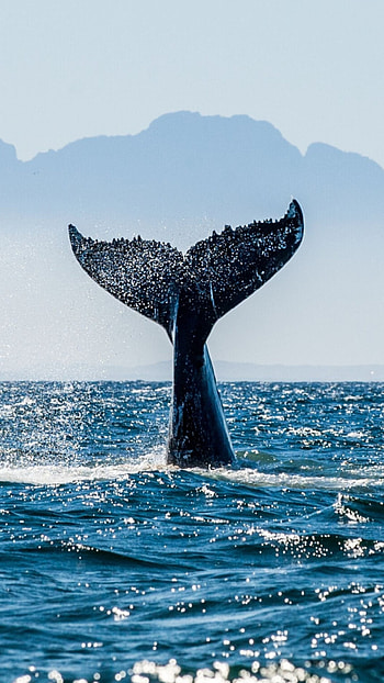 Blue Whale, Whale , Whale HD phone wallpaper