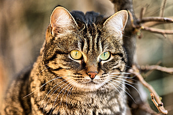 Animals, Cat, Muzzle, Sight, Opinion HD wallpaper