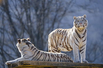 Animals, Tigers, Predators, Bengal Tigers HD wallpaper