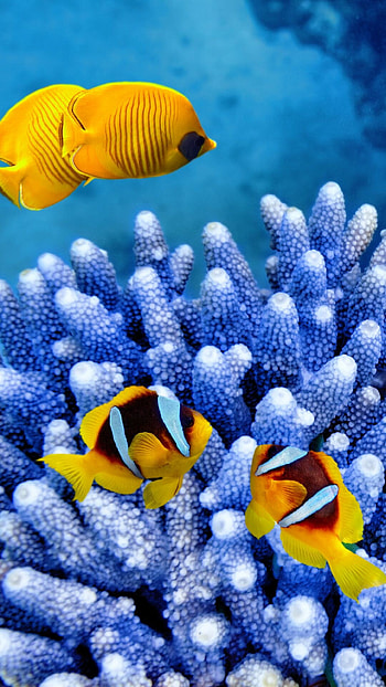 clownfish , Badut Finding Nemo HD phone wallpaper
