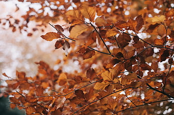 Captivating of vibrant autumn leaves on branches showcasing the beauty of fall. HD wallpaper