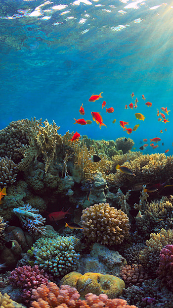 Coral animal kingdom, Underwater fascination, Diverse marine species, Undersea marvels HD phone wallpaper