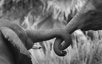Animals, Elephants HD wallpaper