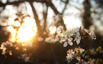 Flowers, Cherry, Dawn, Branch HD wallpaper