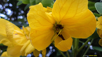 Yellow Flowers, nature, flowers, yellow HD wallpaper