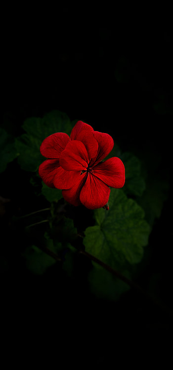 Dark, rojo, flor, oscuro HD phone wallpaper